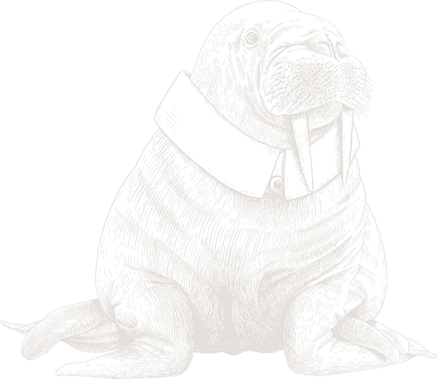 Pen and ink drawing of a walrus wearing a collar